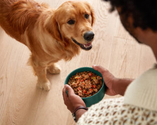 Woof-Worthy Growth: How Jinx Scaled Awareness by 33% While Lowering CPM